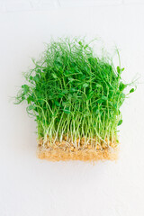 Sprouts of green peas on a white background with roots.
