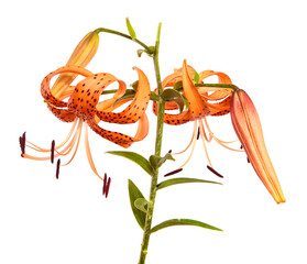 blooming orange tiger lily on white background
