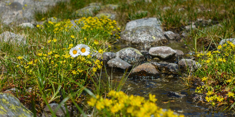 Fototapeta na wymiar Panorama von Alpenblumen an einem kleinen Bach