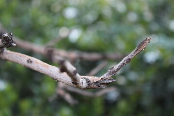 Una ramita sin personas