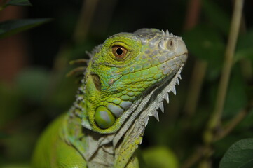iguana on a tree