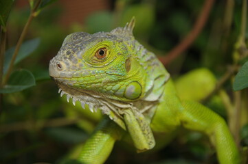 iguana on a tree