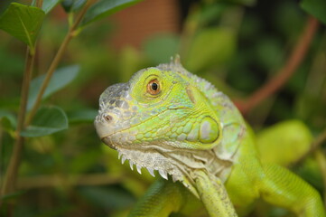 iguana on a tree