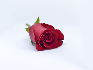 red rose isolated on white background