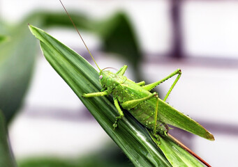 Green beautiful praying mantis sits on a large corn leaf in the garden in summer.