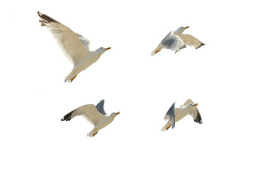 seagull in flight