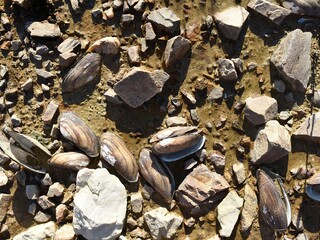 dead shells of river shells at the bottom of a dry lake