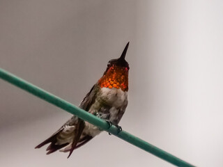 Ruby Throated Hummingbirds