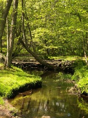 stream in the forest