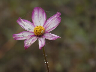 Garden kosmos flower (Cosmos bipinnatus) - pink withering flower after the rain © Slawina
