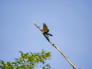 Northern Flicker