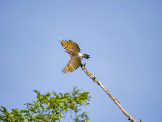 Northern Flicker