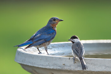 Eastern Bluebird and Carolina Chickadee Perched on Bird Bath in South Central Louisiana in Summertime