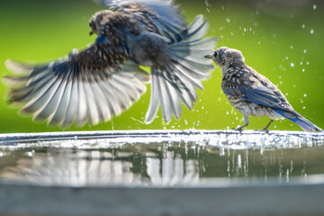 Juvenile Eastern Bluebirds Frolicking in Bird Bath in South Central Louisiana During Summertime