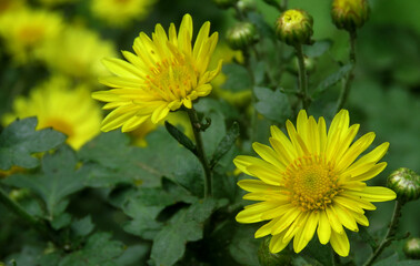 Yellow chrysanthemum indicum flower in the garden