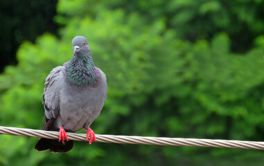 pigeon on the electric wire.rock dove