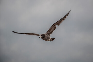 seagull, larus atlanticus, flying