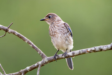 Juvenile Eastern Bluebird Perched on Bare Branch in Summer 