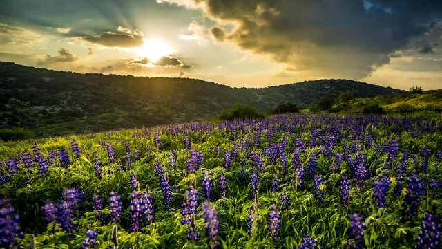 Beautiful Israeli landscape with hillside field of lupin flowers at sunset, Valley of Elah, Israel