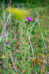 wild flower in the grass