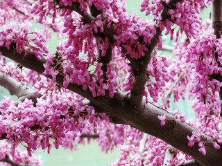 pink flowers on the tree