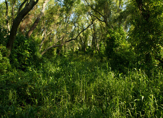 Fototapeta na wymiar Panorama view of an enchanting green forest foliage and leafage with a beautiful sunlight, Pre Delta National Park