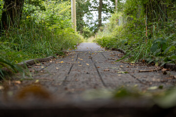footpath in the forest