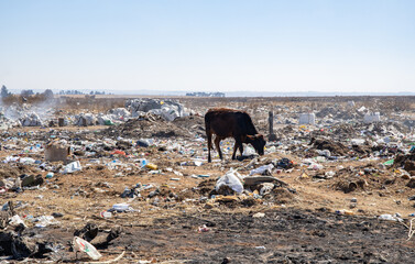 Malnourished cattle on a landfill site 1