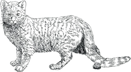 Cat drawing line-art
Sketch of cat, hand drawn vector illustration
