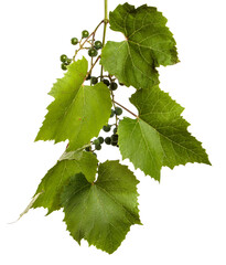 green vine leaves on white background