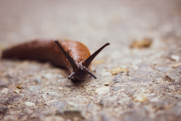 Big brown snail close up. Snail with antenna on the ground. Nature macro. Slime without shell. Homeless snail. Wildlife concept. Slug isolated.