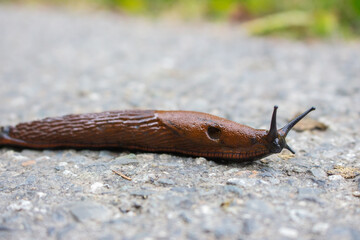 Big brown snail close up. Snail with antenna on the ground. Nature macro. Slime without shell. Homeless snail. Wildlife concept. Slug isolated.