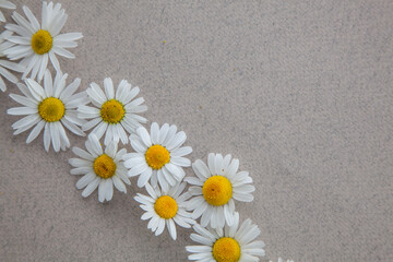 Fototapeta na wymiar Heads of daisies on a gray natural background. A Daisy frame with a copy of the text space.