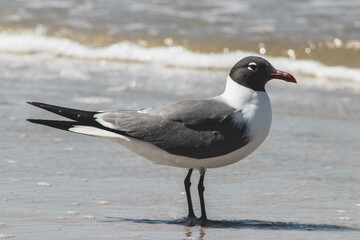 Jekyll Island, GA