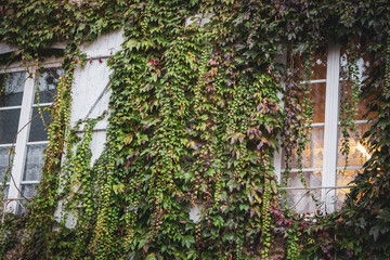 Fototapeta na wymiar Ivy covered old house with window with light. Ivy with beautiful foliage on wall with vignette. Decoration of building, France. Ancient house in village. Exterior of old residence. Architecture detail
