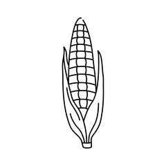 Hand drawn corn in black line, simple icon in doodle style, fresh yellow vegetable with green leaves. Vector illustration on isolated white background. 