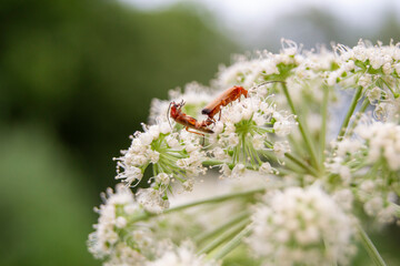 Insects mating on a flower - Part II