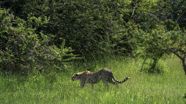 cheetah hunting - 4k
