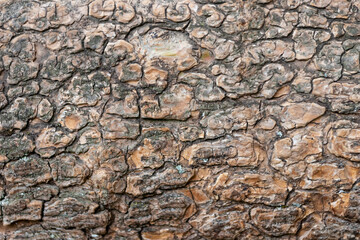 Close-up of rough bark shows natural patina and organic structures as wooden background for wooden wallpapers or timber industry topics with detailled rind macro and isolated lumber texture