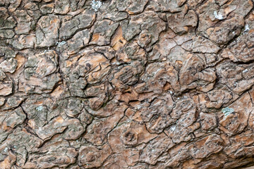 Close-up of rough bark shows natural patina and organic structures as wooden background for wooden wallpapers or timber industry topics with detailled rind macro and isolated lumber texture