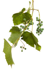 green vine leaves on white background
