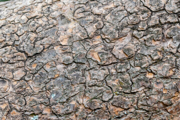Close-up of rough bark shows natural patina and organic structures as wooden background for wooden wallpapers or timber industry topics with detailled rind macro and isolated lumber texture