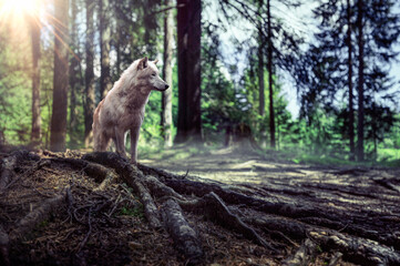 Wolf im Wald mit sch&ouml;nem Licht