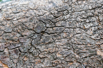 Close-up of rough bark shows natural patina and organic structures as wooden background for wooden wallpapers or timber industry topics with detailled rind macro and isolated lumber texture