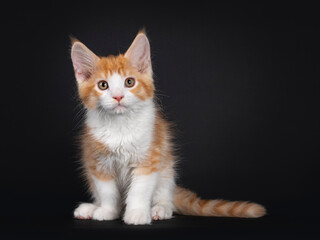 Fototapeta na wymiar Cute red with white harlequin cat kitten, sitting up facing front. Looking curious towards camera. Isolated on black background.