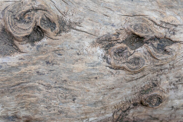 Close-up of rough bark shows natural patina and organic structures as wooden background for wooden wallpapers or timber industry topics with detailled rind macro and isolated lumber texture