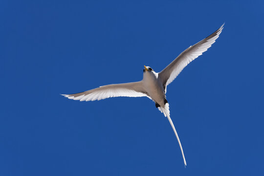 Fliegender Wei&szlig;schwanz-Tropikvogel im Gegenlicht #1
