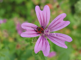 Common mallow (Malva sylwestris) - pink/purple meadow flower with the firebug inside (Pyrrhocoris apterus)