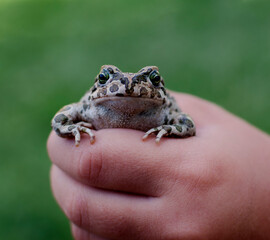 frog in a fist on a green background close up