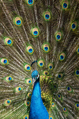 Obraz premium Male peacock bird, Pavo cristatus, with full display tail feathers